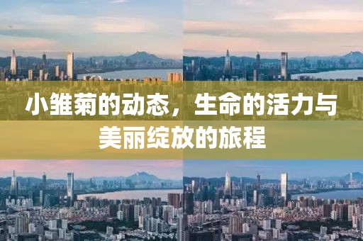 小雏菊的动态，生命的活力与美丽绽放的旅程