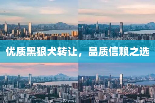 优质黑狼犬转让，品质信赖之选