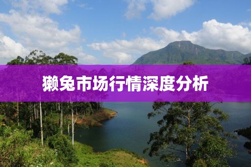 獭兔市场行情深度分析
