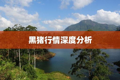 黑猪行情深度分析