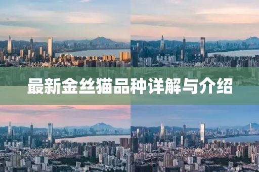 最新金丝猫品种详解与介绍