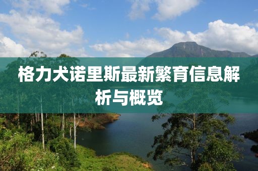 格力犬诺里斯最新繁育信息解析与概览