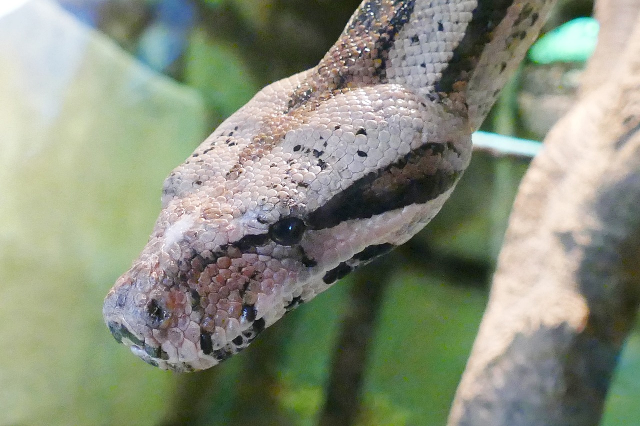 正版资料免费资料大全十点半：蛇、羊、鸡、虎