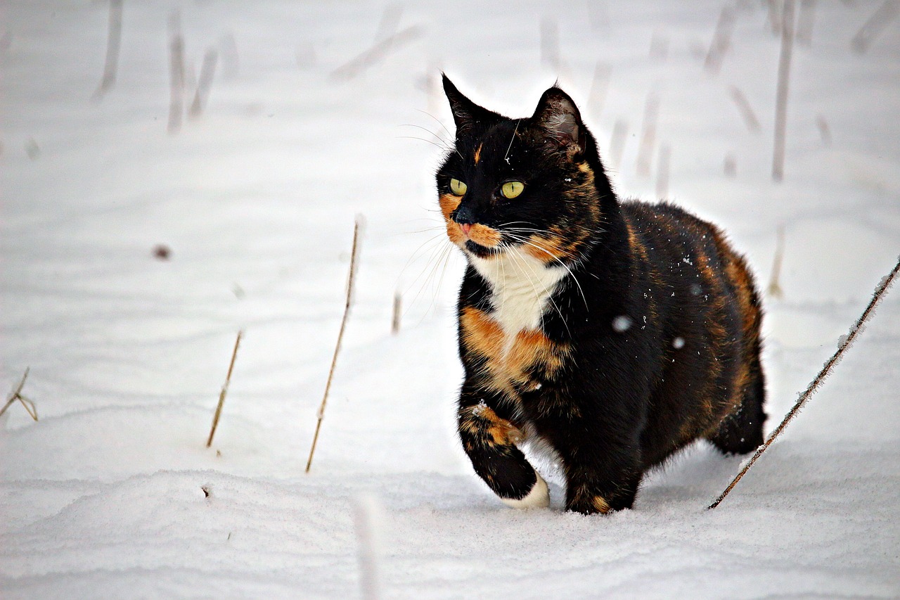 2024新澳门正版免费资本：本期推荐猴、猴、牛、兔