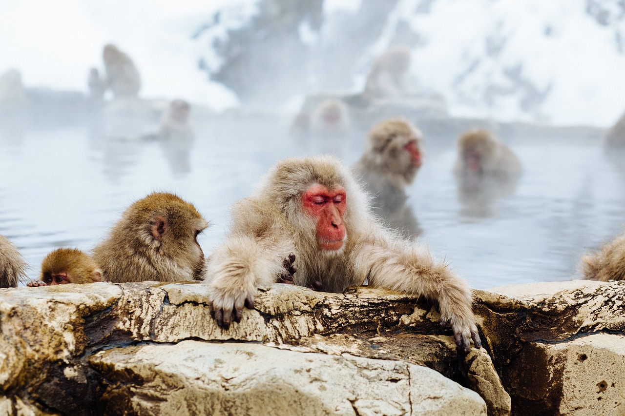 最新人鱼发现揭秘神秘生物之谜