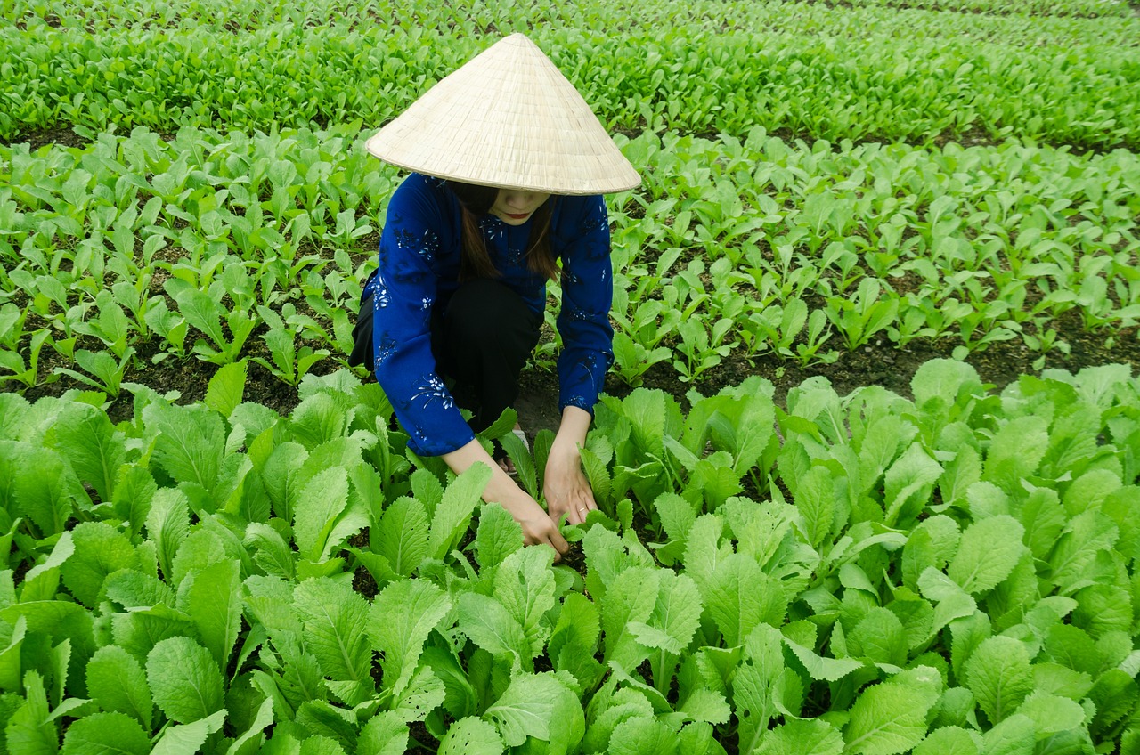 河南自贸区最新动态，蓬勃发展中的新引擎
