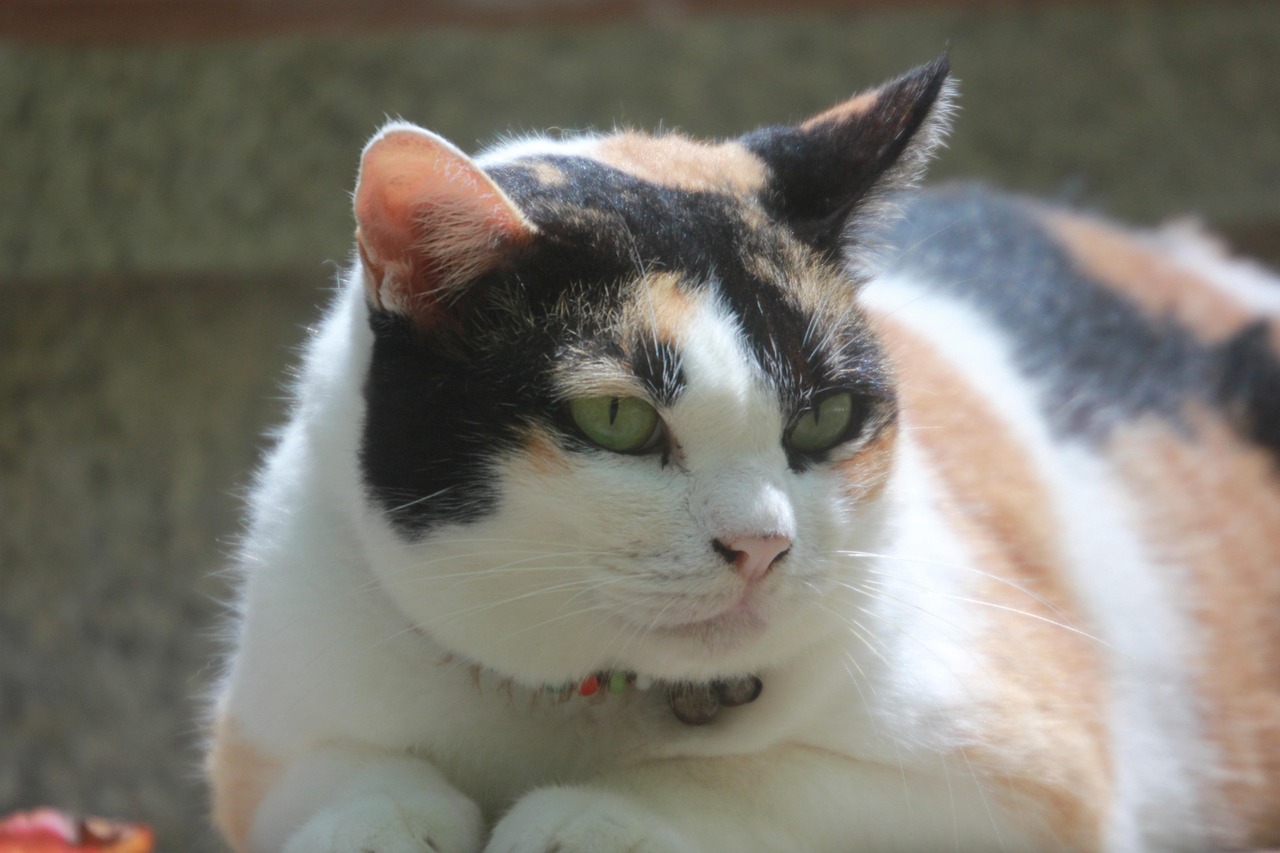 最新猫咪用品大揭秘，提升喵星人生活品质的必备神器