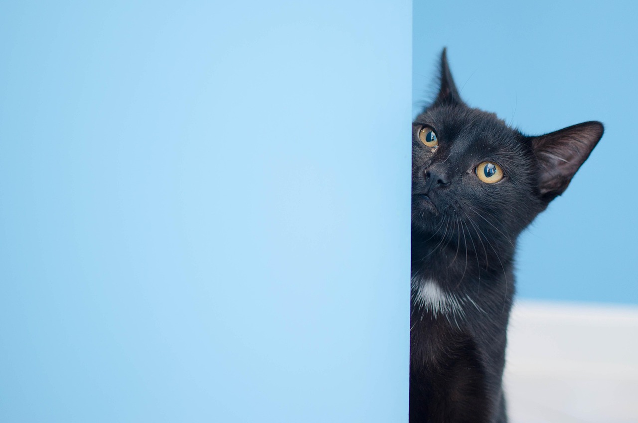 最新猫网站，探索猫咪世界的全新门户