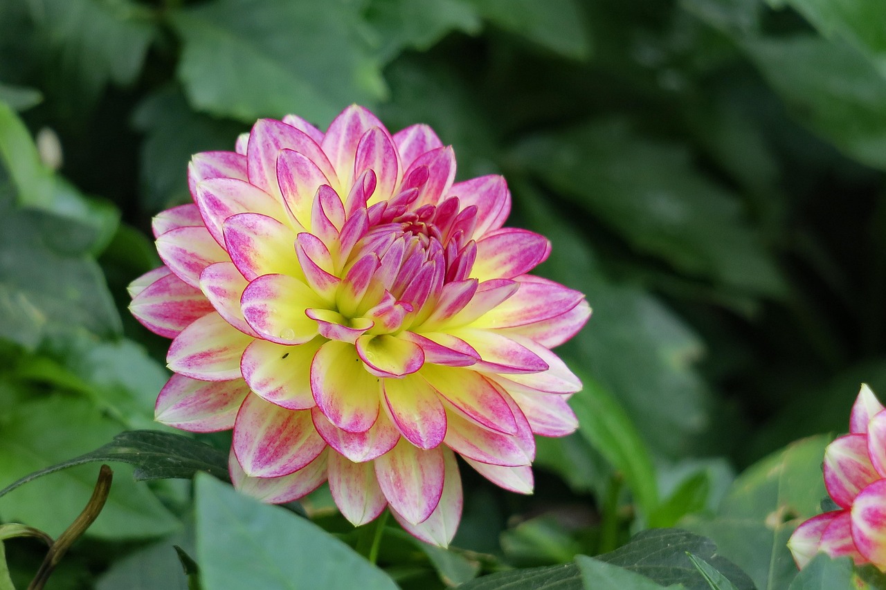 最新媛花风采，新时代的光彩绽放