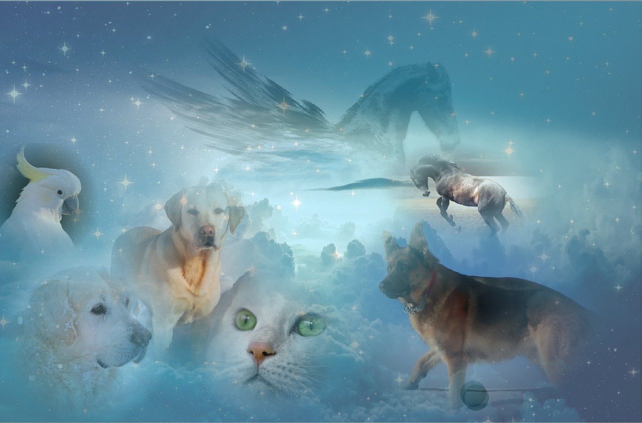 猫咪电影网，探索猫咪与电影的梦幻交汇点