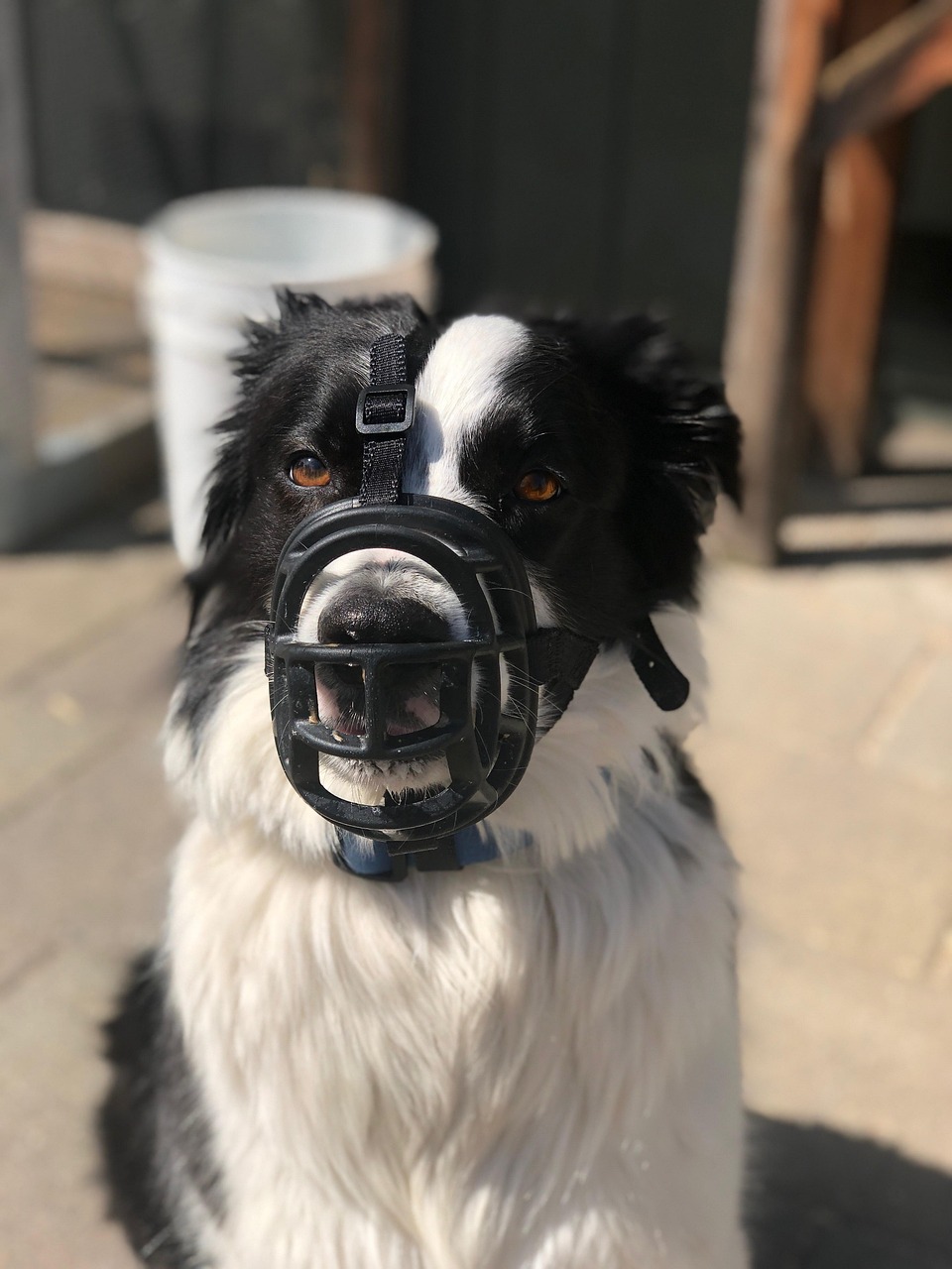 狗狗新规重塑人与犬的和谐共生关系