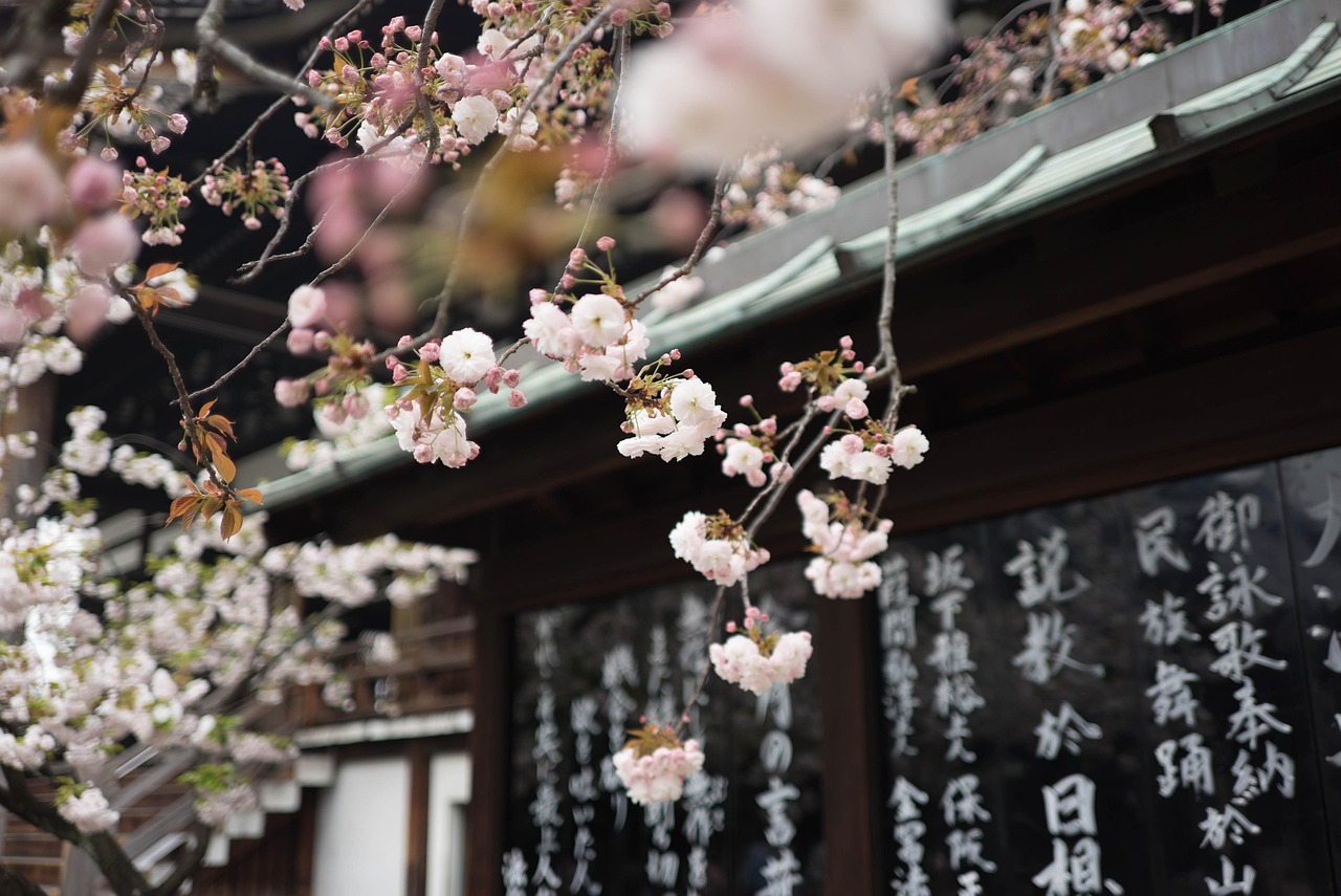 日本动漫中的樱花，美丽与梦幻的象征