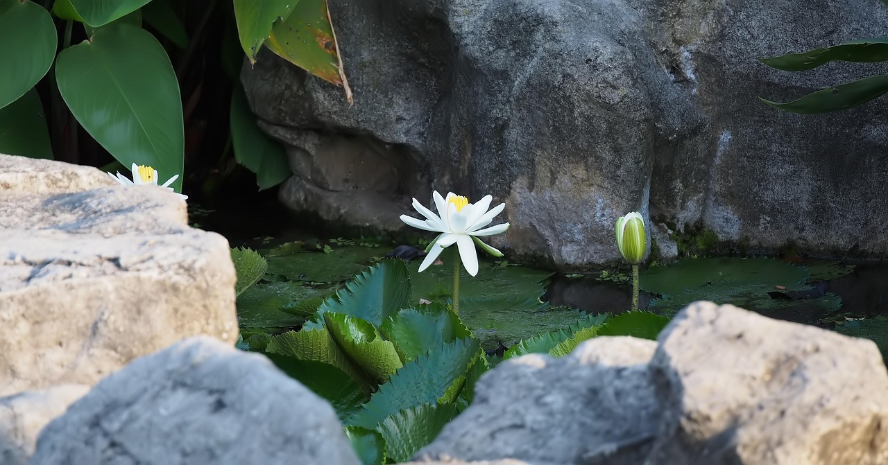 苏州水漾花城最新动态揭秘，城市未来与花朵共绽放