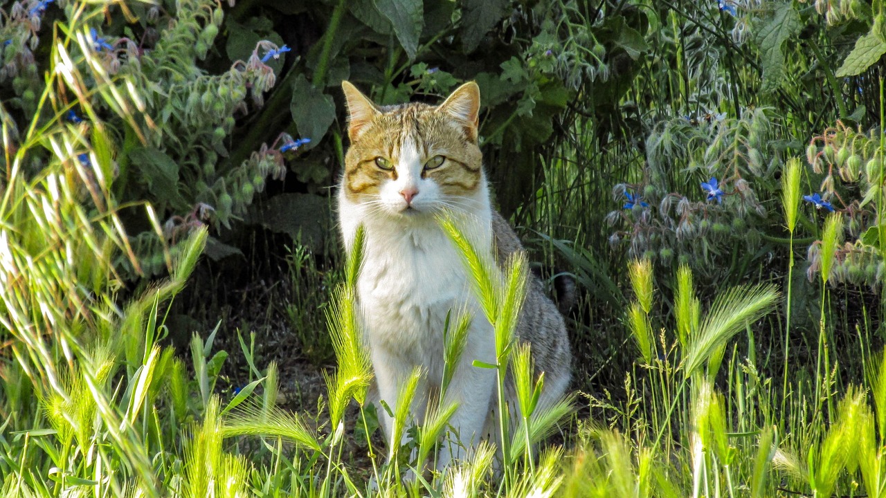 猫咪网站探索，在线猫咪世界的精彩推荐