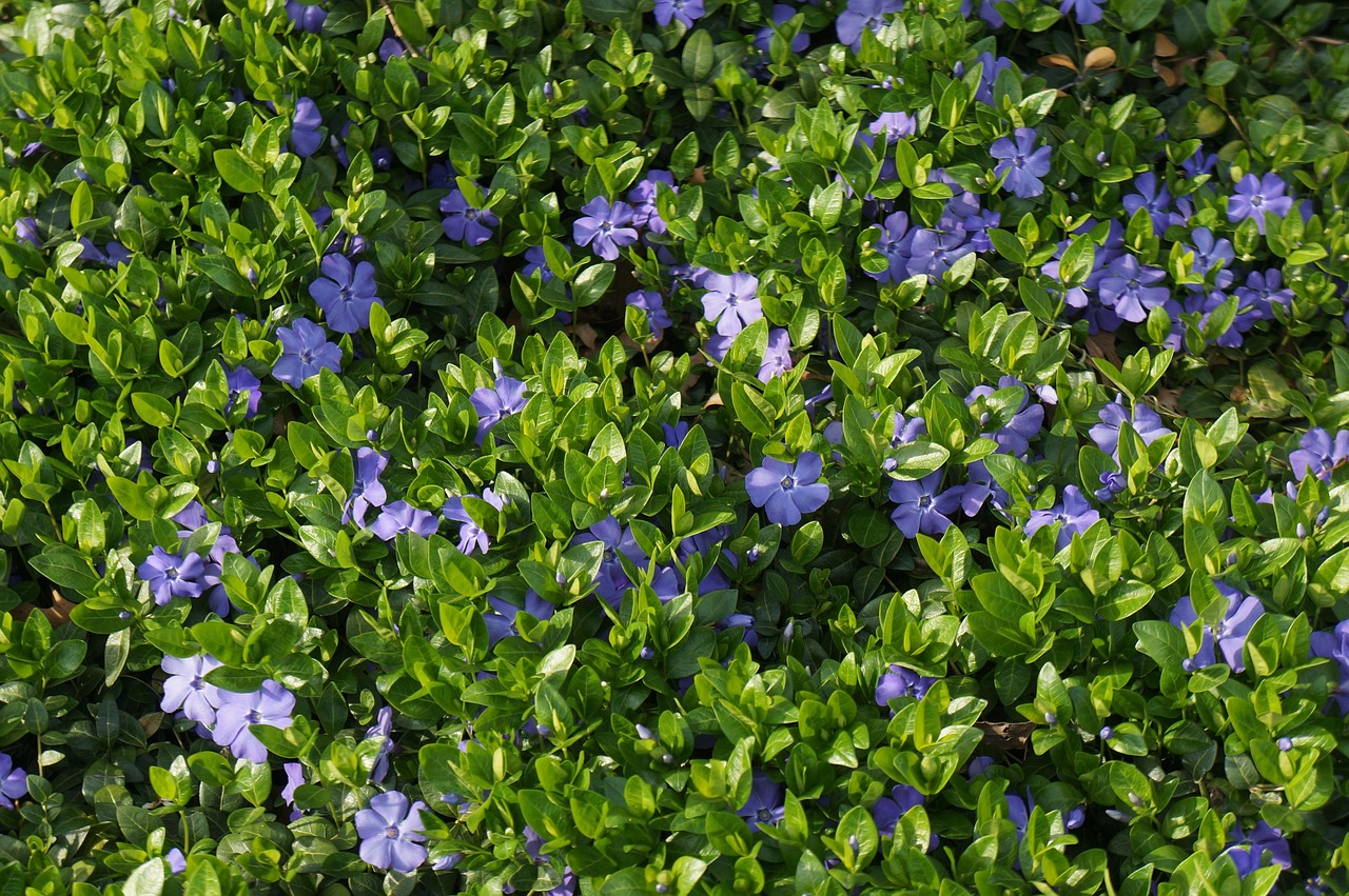 2017年金银花行情深度分析
