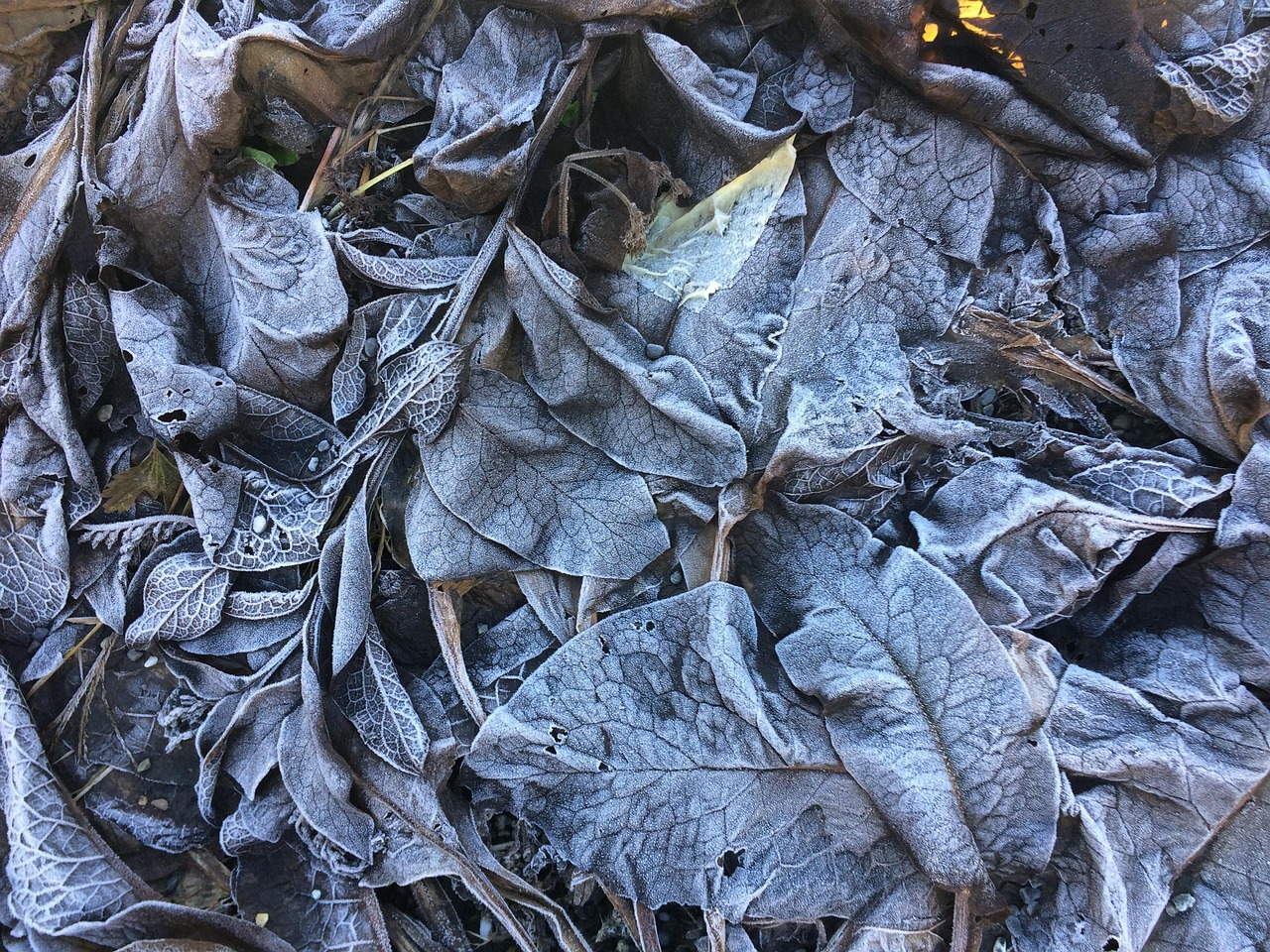 探索动漫世界中的神秘面纱，戴面具的动漫头像