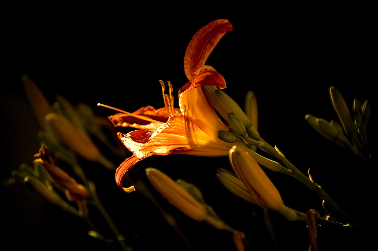 最新百合剧推荐,芳华之花绽放荧屏
