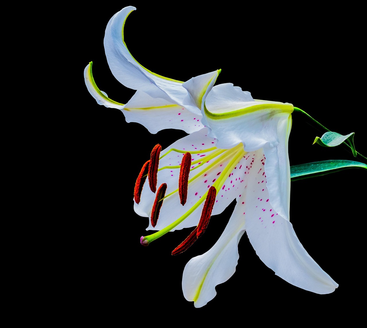 最新百合剧推荐,芳华之花绽放荧屏