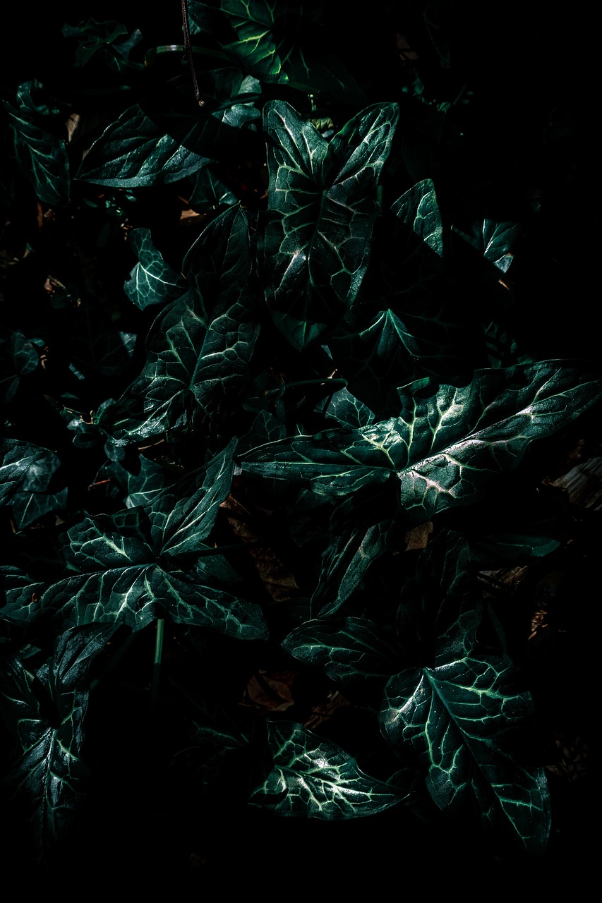 真武世界最新章节发布，奇幻之旅的无限探索