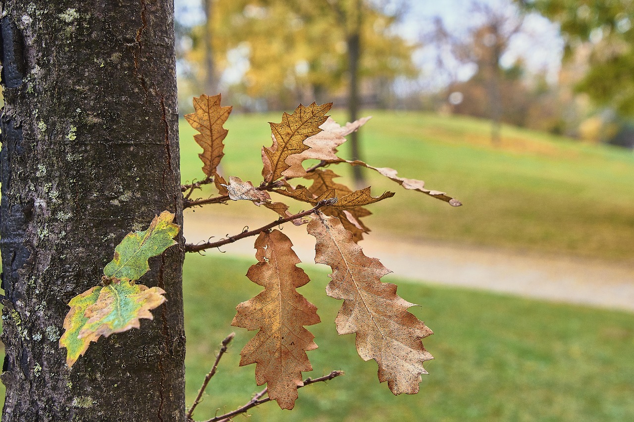 最新花灌木,美化环境的新选择