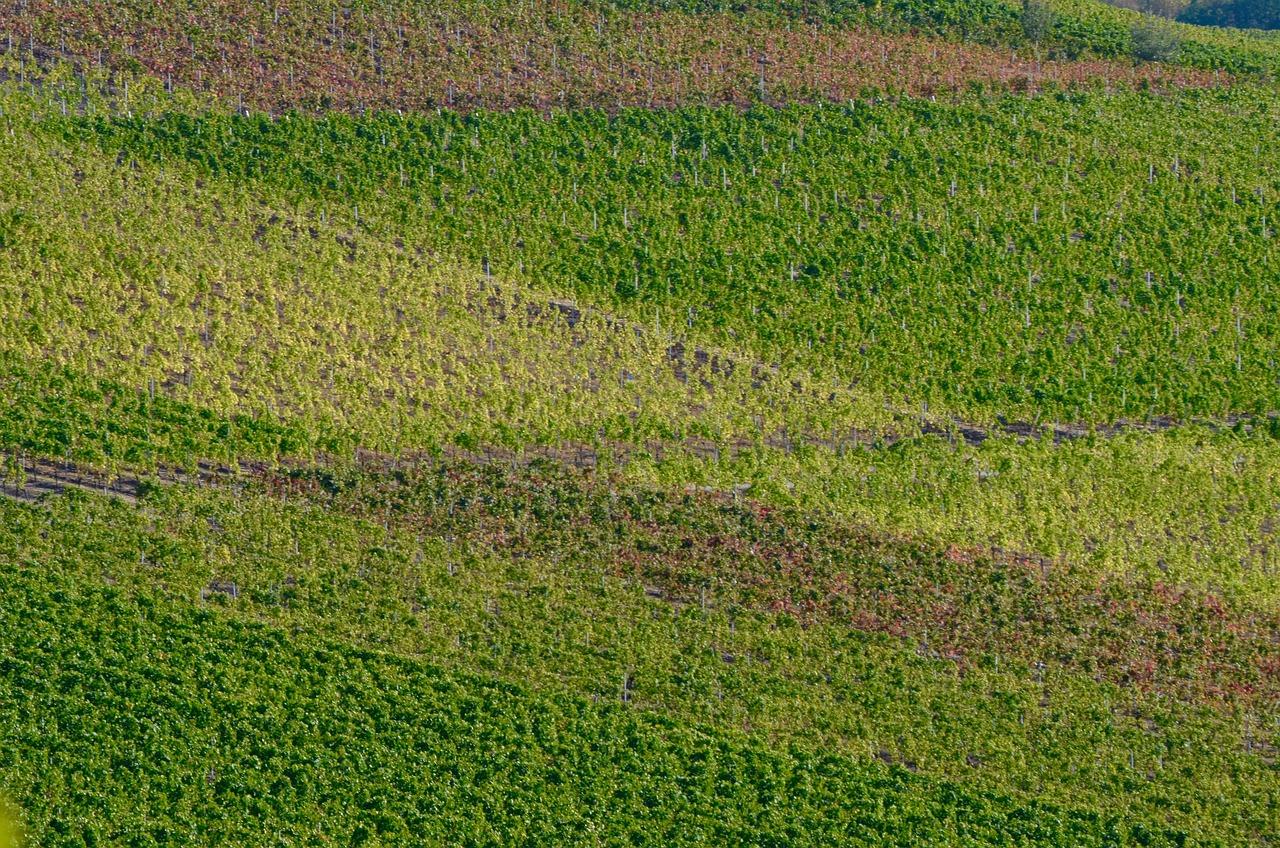 宁夏农垦集团引领农业现代化,推动可持续发展,最新公告发布