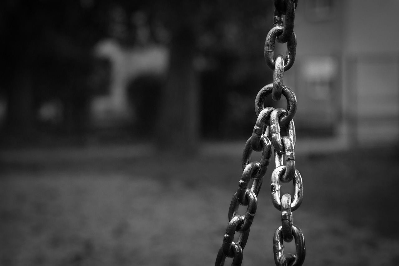 最新养猪动态，行业变革与技术创新的深度融合