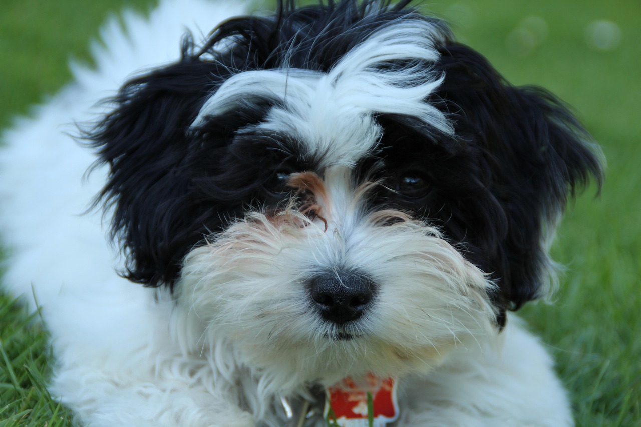 2017年肉鸡毛鸡价格行情分析与展望