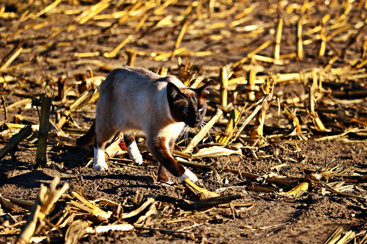 电影猫鼠游戏,视觉盛宴与智慧对决的交织之战