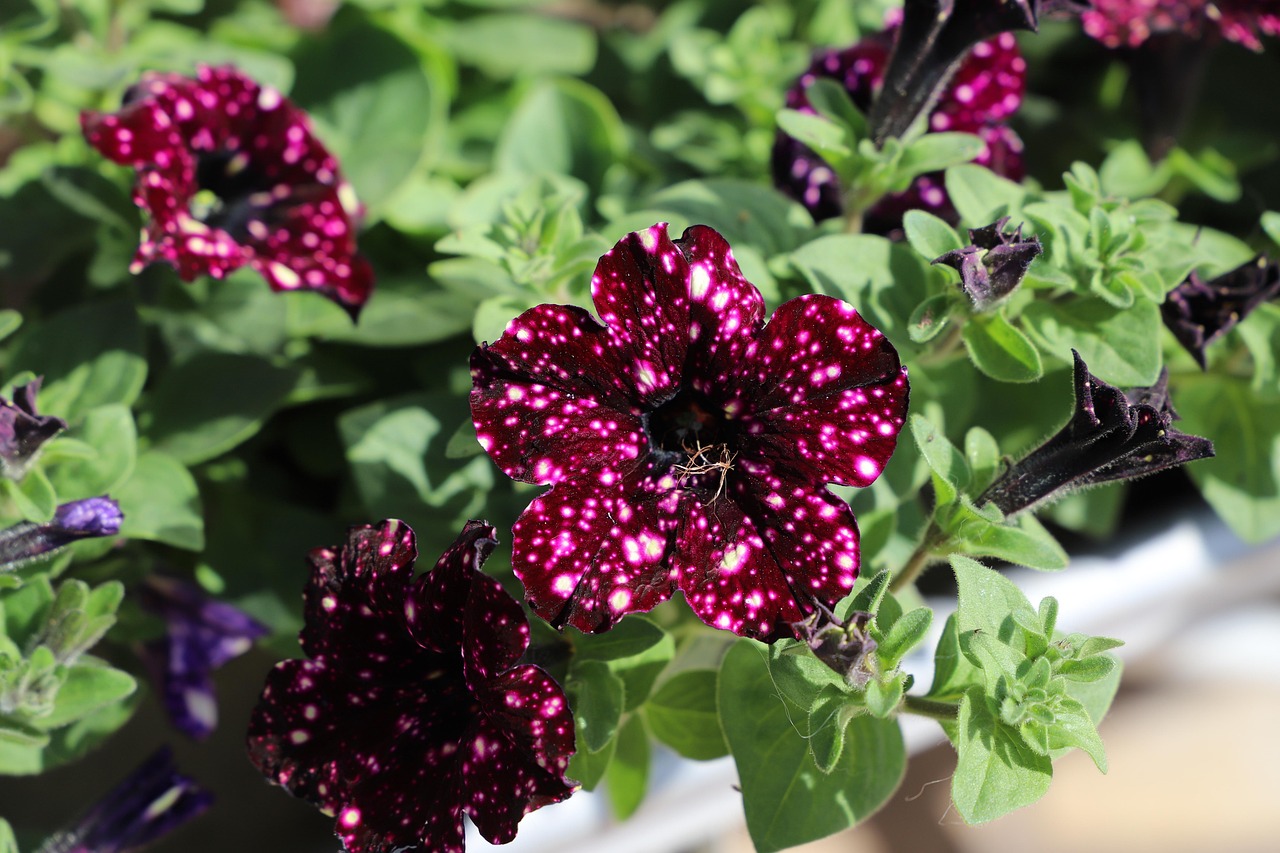 山楂上市季节,品味酸甜,感受季节魅力