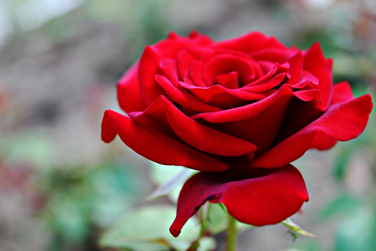 霍栀顾峻清最新更新动态，情感与命运的纠葛交织