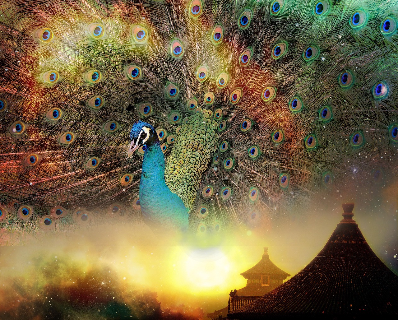 喜鹊新版，从传统文化到现代生活的重生与蜕变