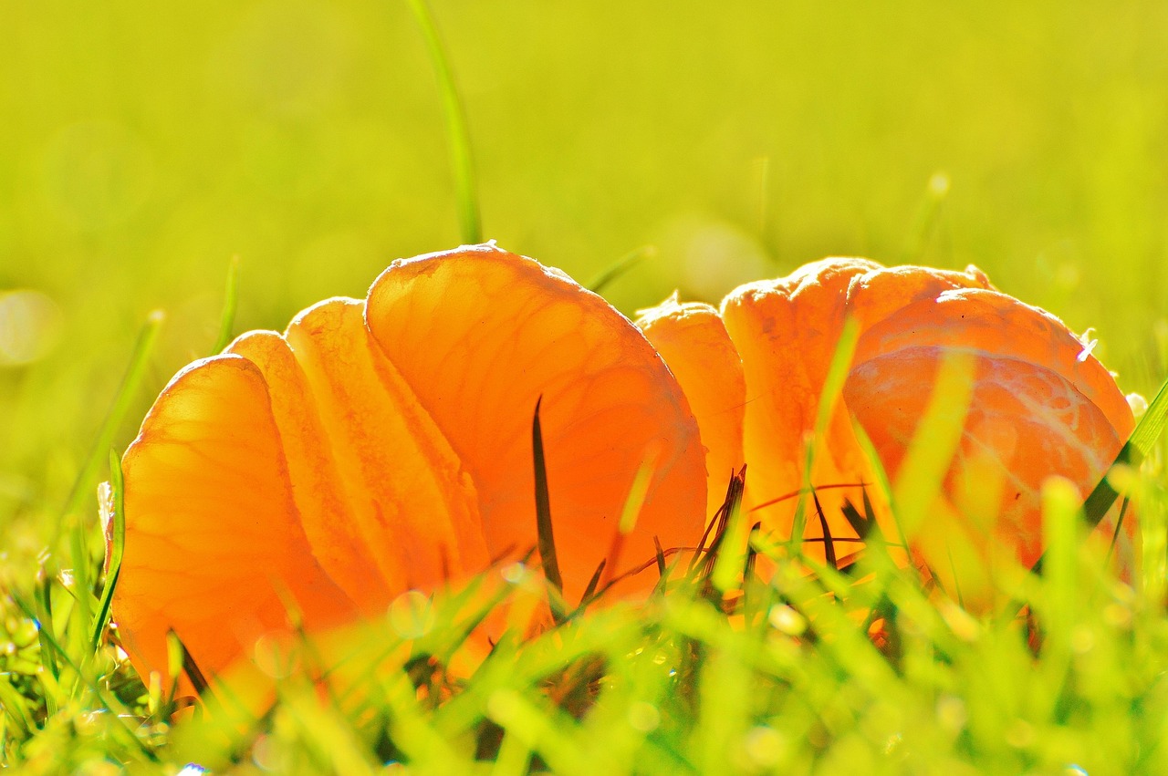 最新水果资讯，探索水果世界的最新动态与发展趋势