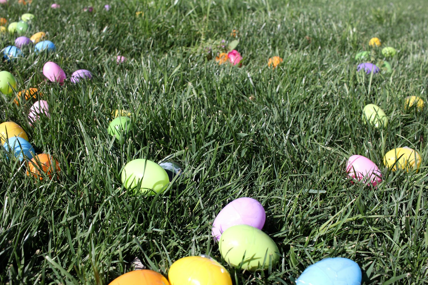 近期鸡蛋价格动态分析与趋势预测