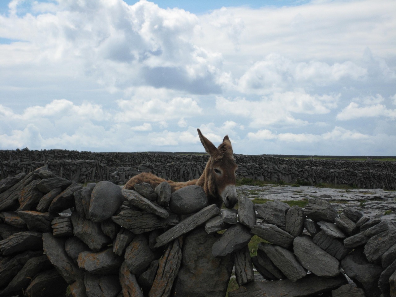 驴蹄产业最新动态与发展趋势探索