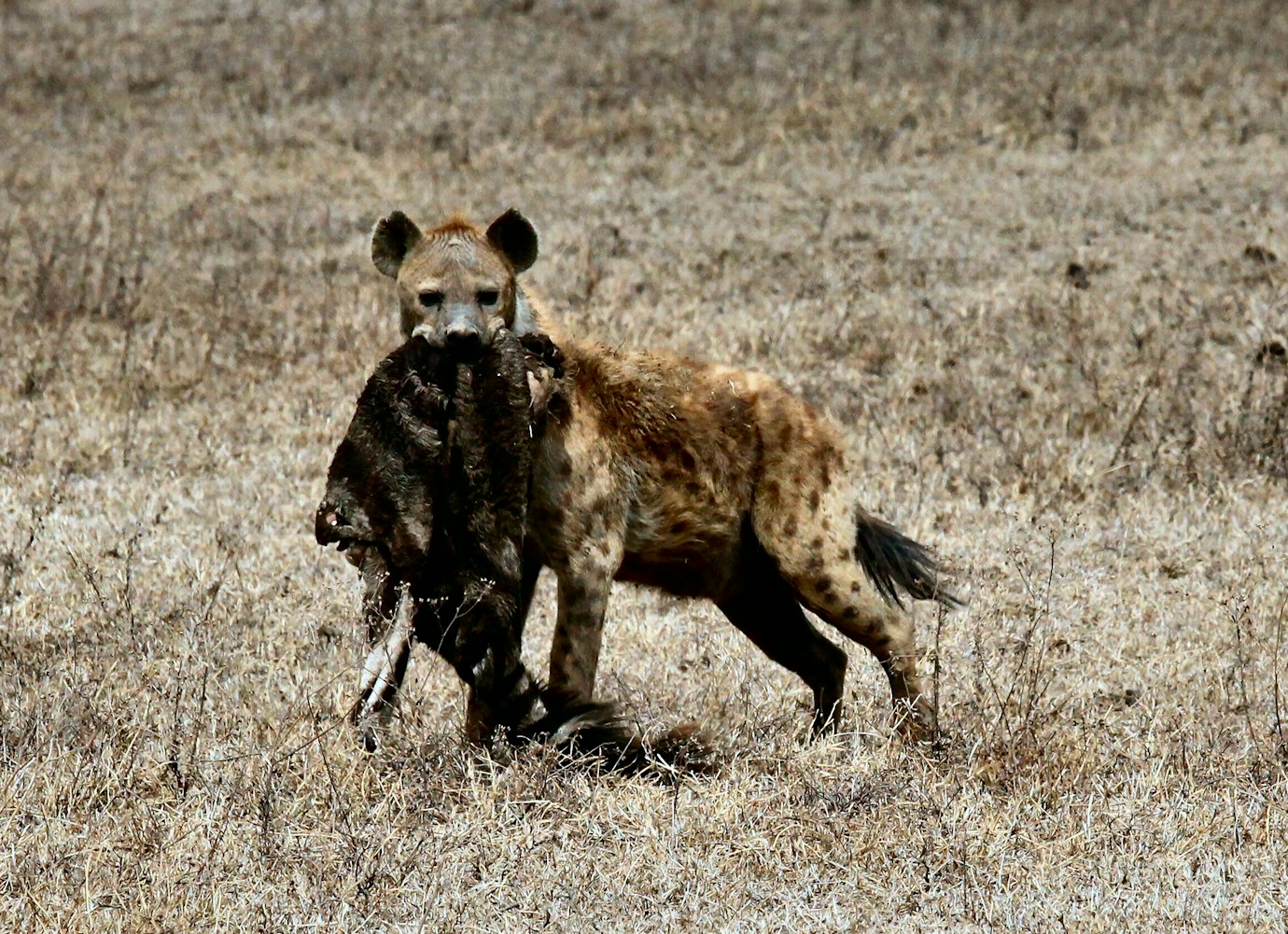 揭秘戈恩最新动态及其行动与影响的内幕。