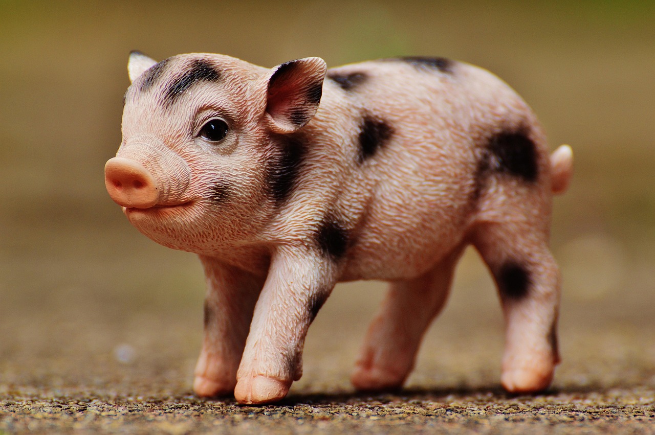 温氏最新猪肉价格及其动态分析