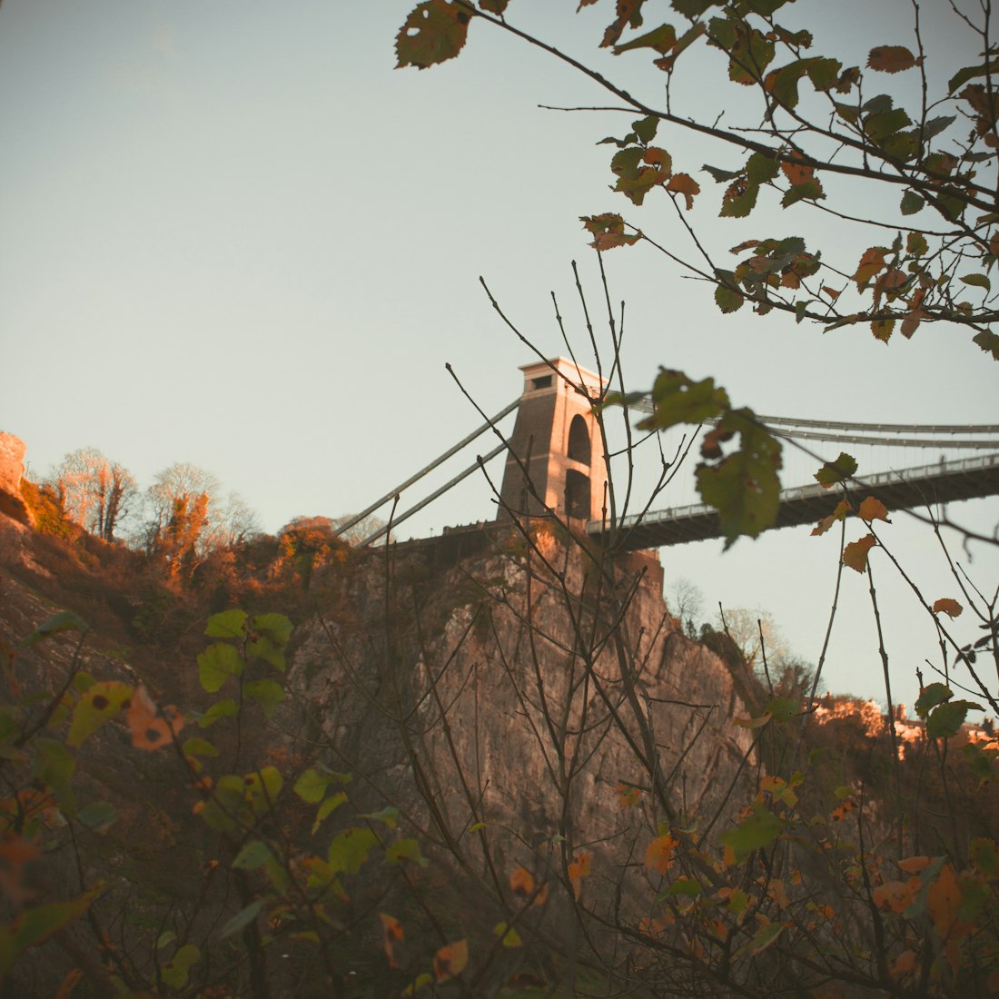 雏鹰农牧股票最新动态解析,最新消息深度解读