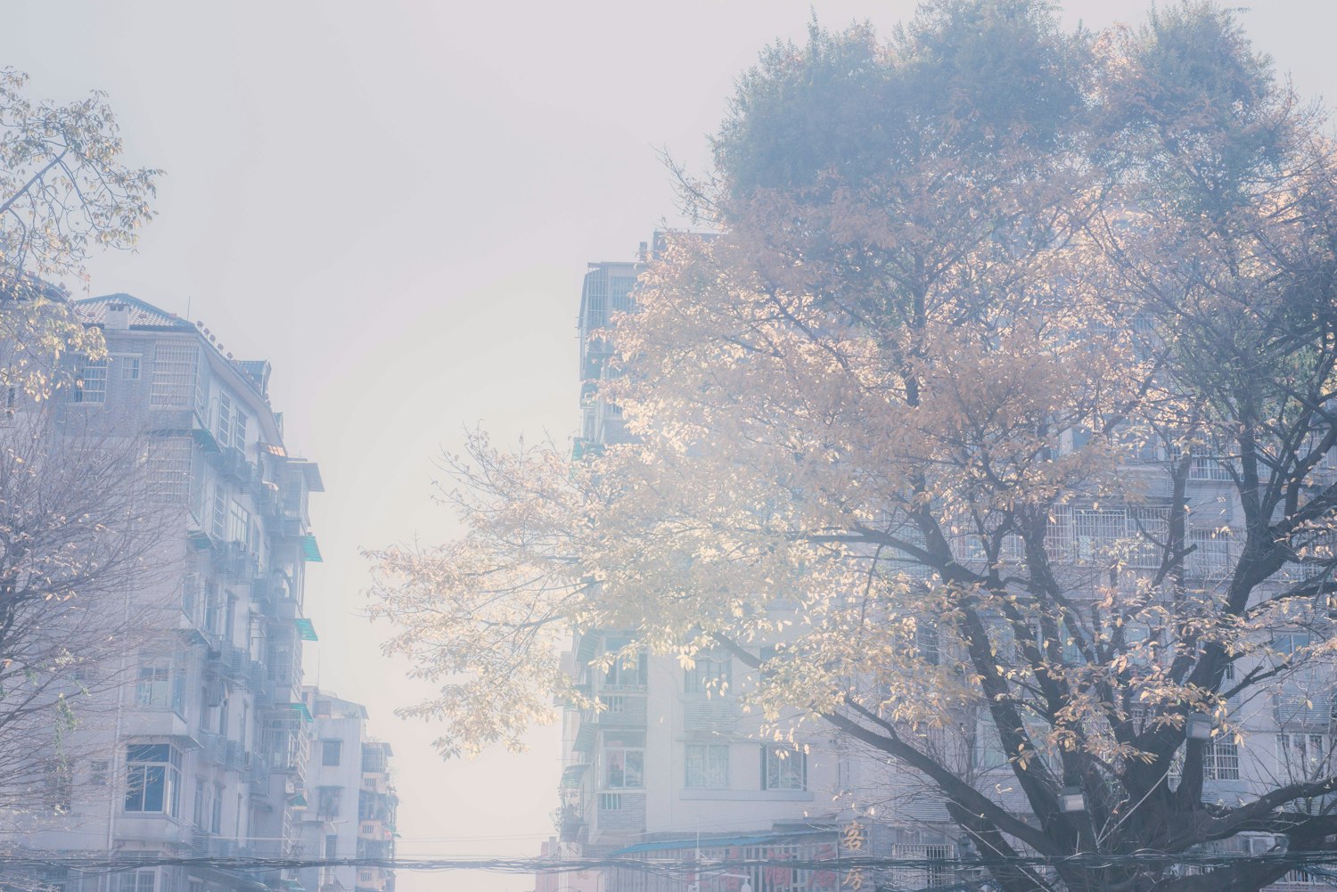 探索自然与人文和谐共生的五林风尚新篇章