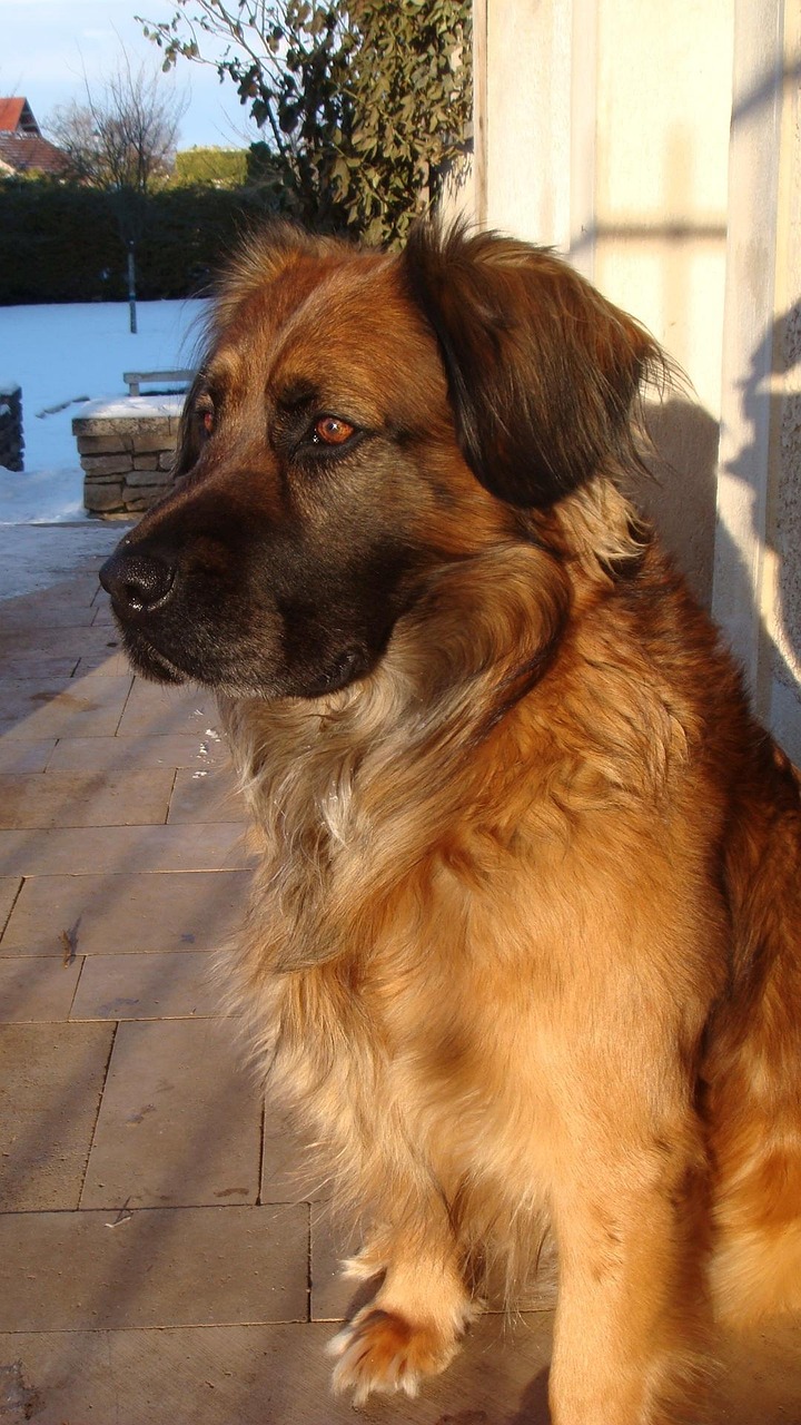 自家狗狗参赛全方位指南,从准备到比赛全攻略