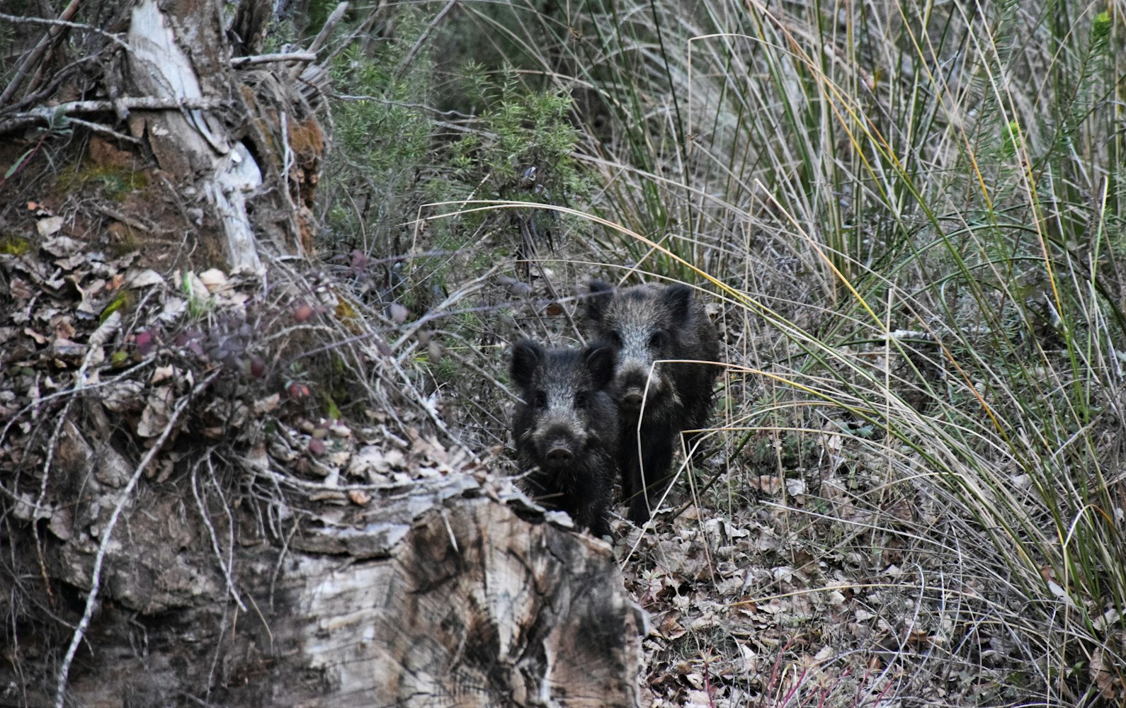 新款野猪夹子,狩猎工具的创新与生态保护之间的平衡之道