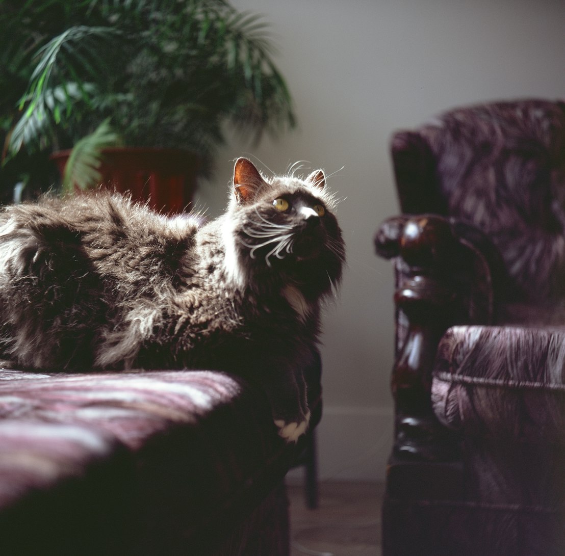 最新电影安妮,情感之旅的震撼启幕