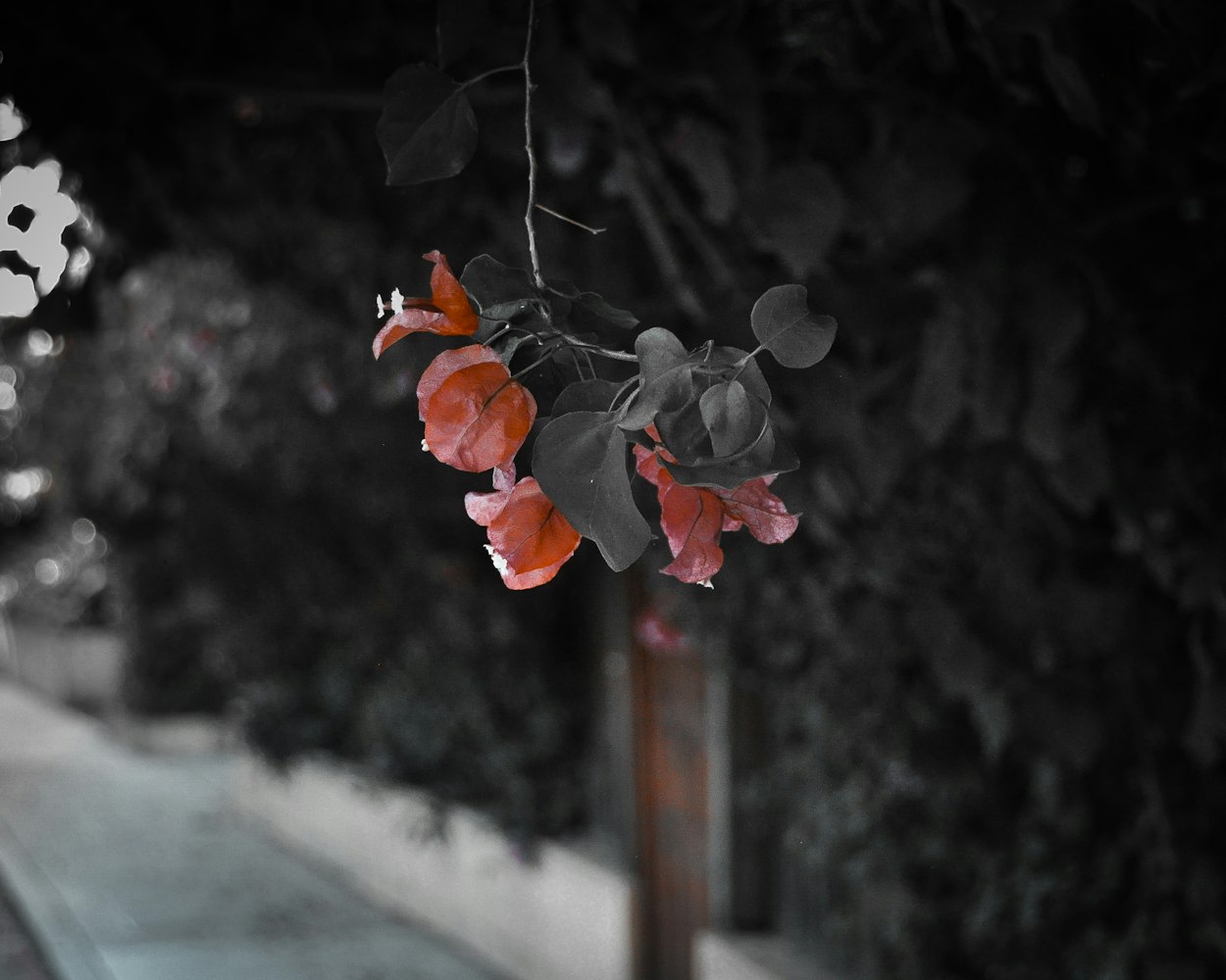 探索二次元世界的奇异魅力,搞怪情头动漫