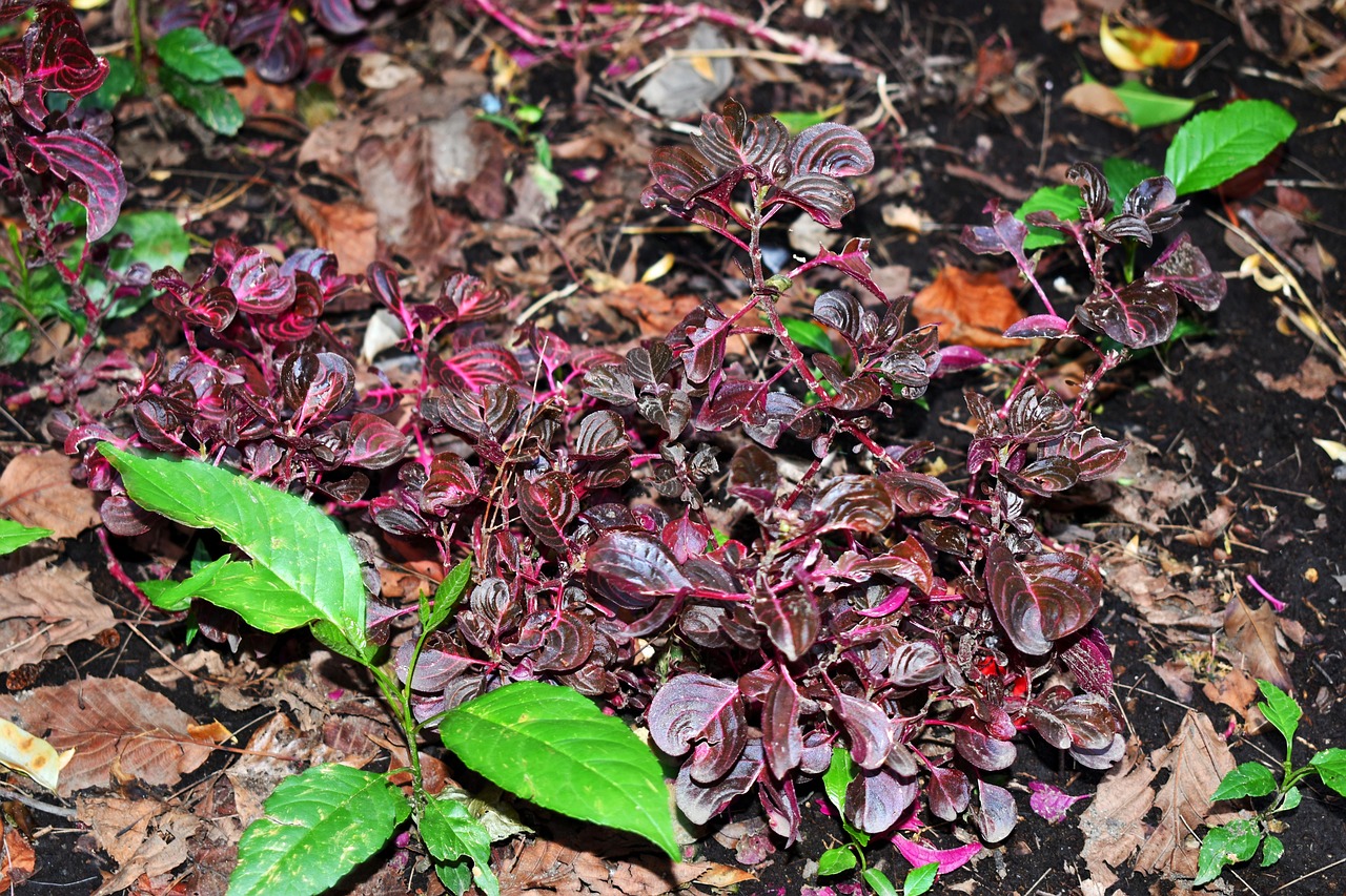广岛最新疫情动态,挑战及应对策略更新报告