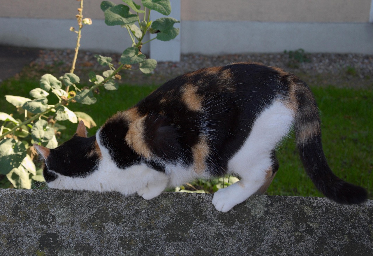 猫咪视频最新版,全新体验,探索猫咪世界的乐趣