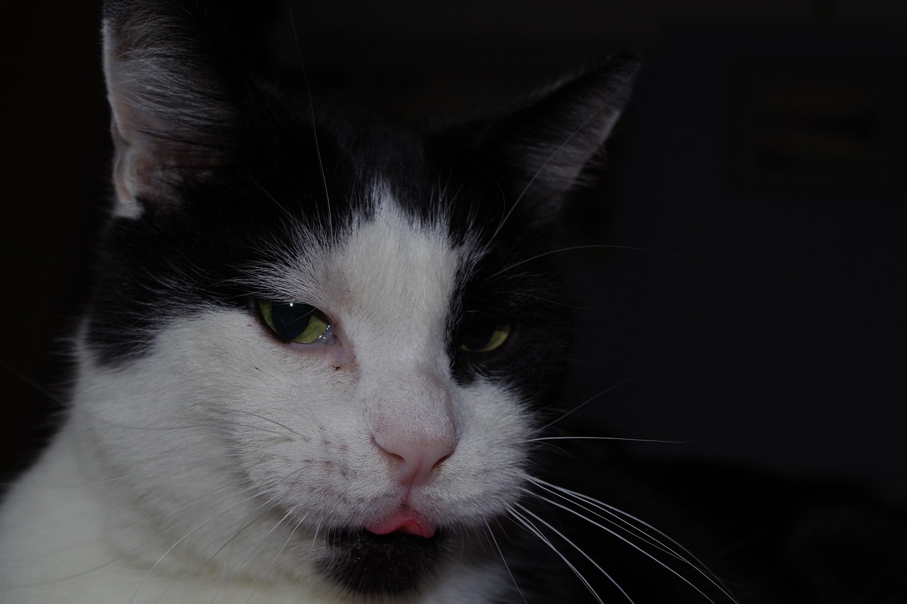 猫咪视频最新版,全新体验,探索猫咪世界的乐趣