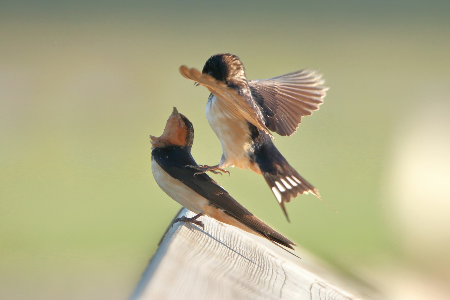 蔡家房价动态,趋势、影响因素与未来展望全解析