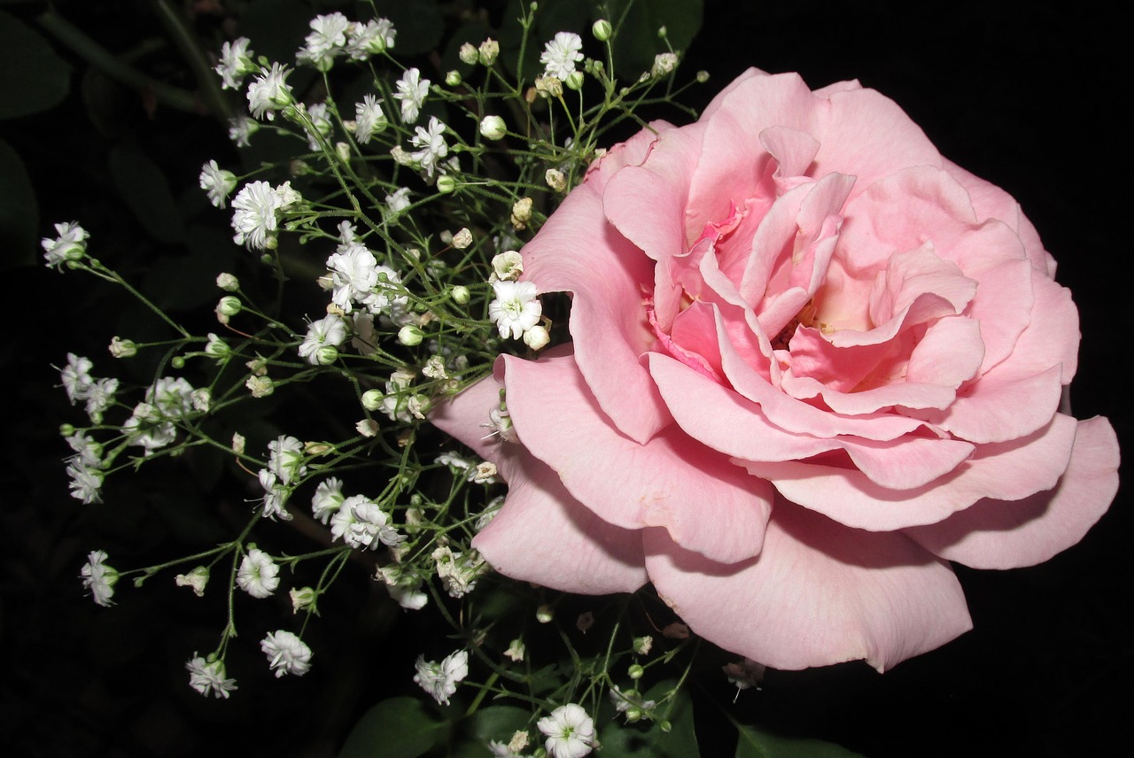 蒙牛最新资讯概览,蒙牛动态一网打尽