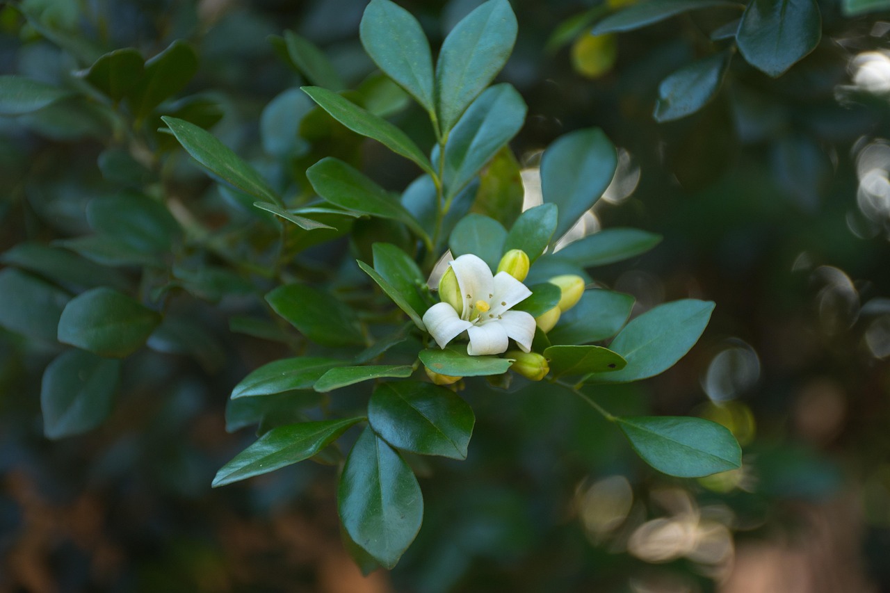 佛山招商臻园最新价格动态、分析与预测