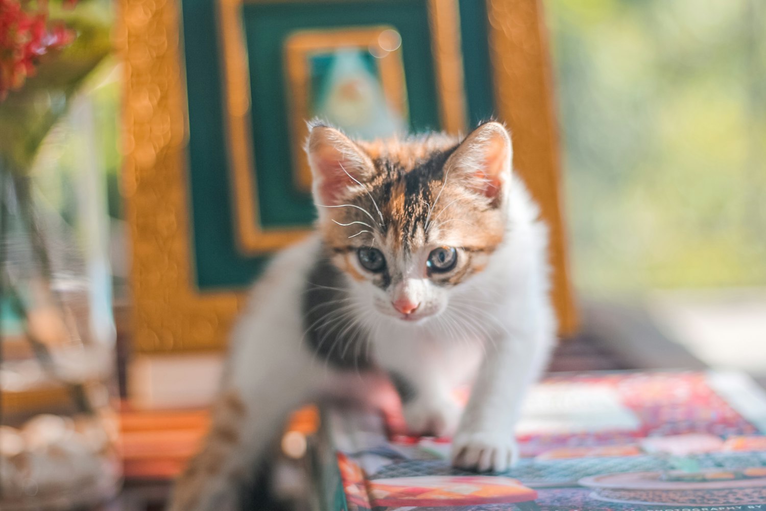 猫咪资讯速递,探索猫咪世界的最新动态与精彩瞬间报道