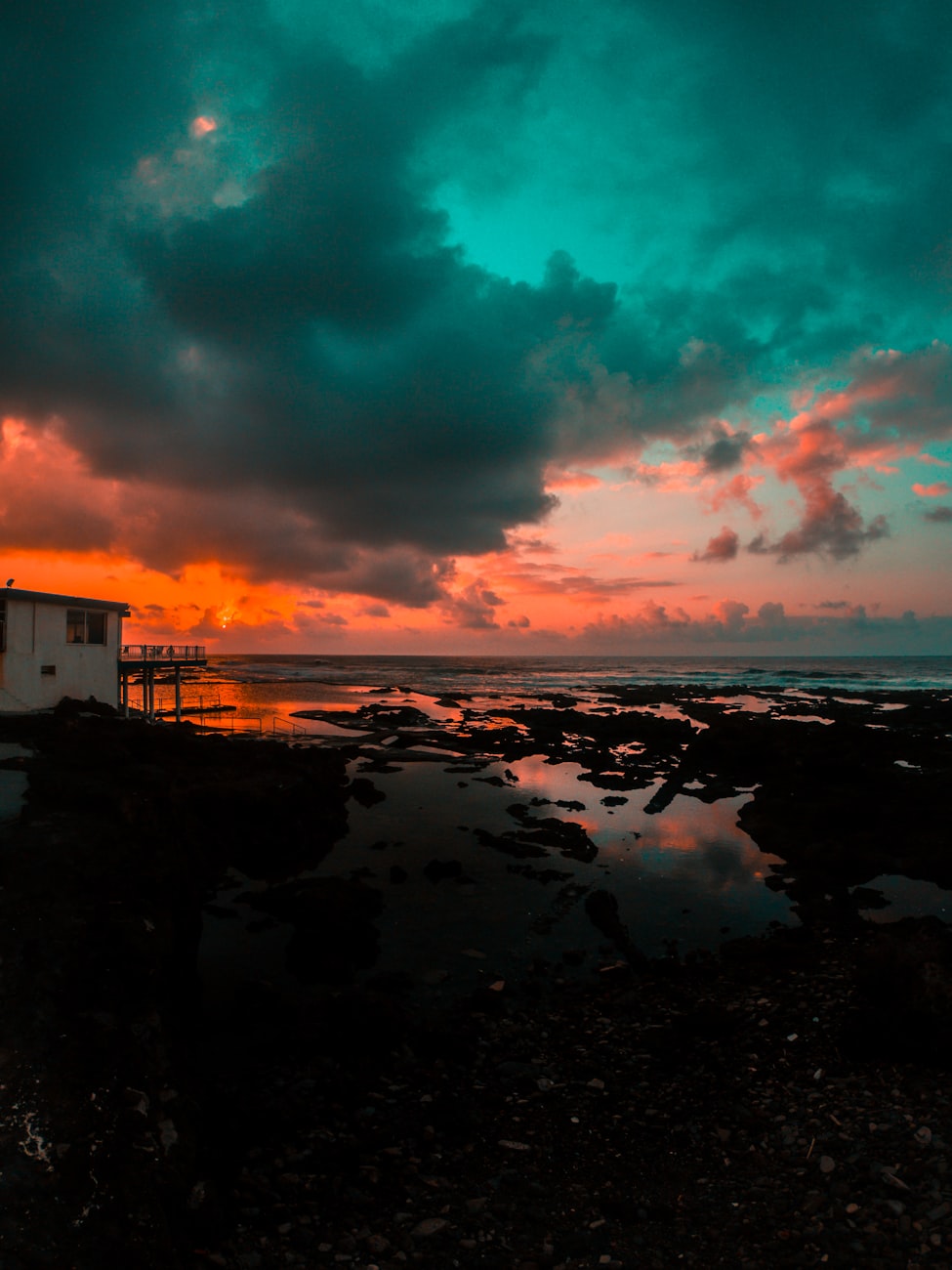 猫咪资讯速递,探索猫咪世界的最新动态与精彩瞬间报道